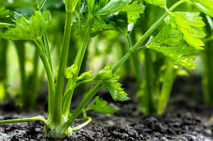 2000 Cutting Leaf Celery (Apium Graveolens) Seeds