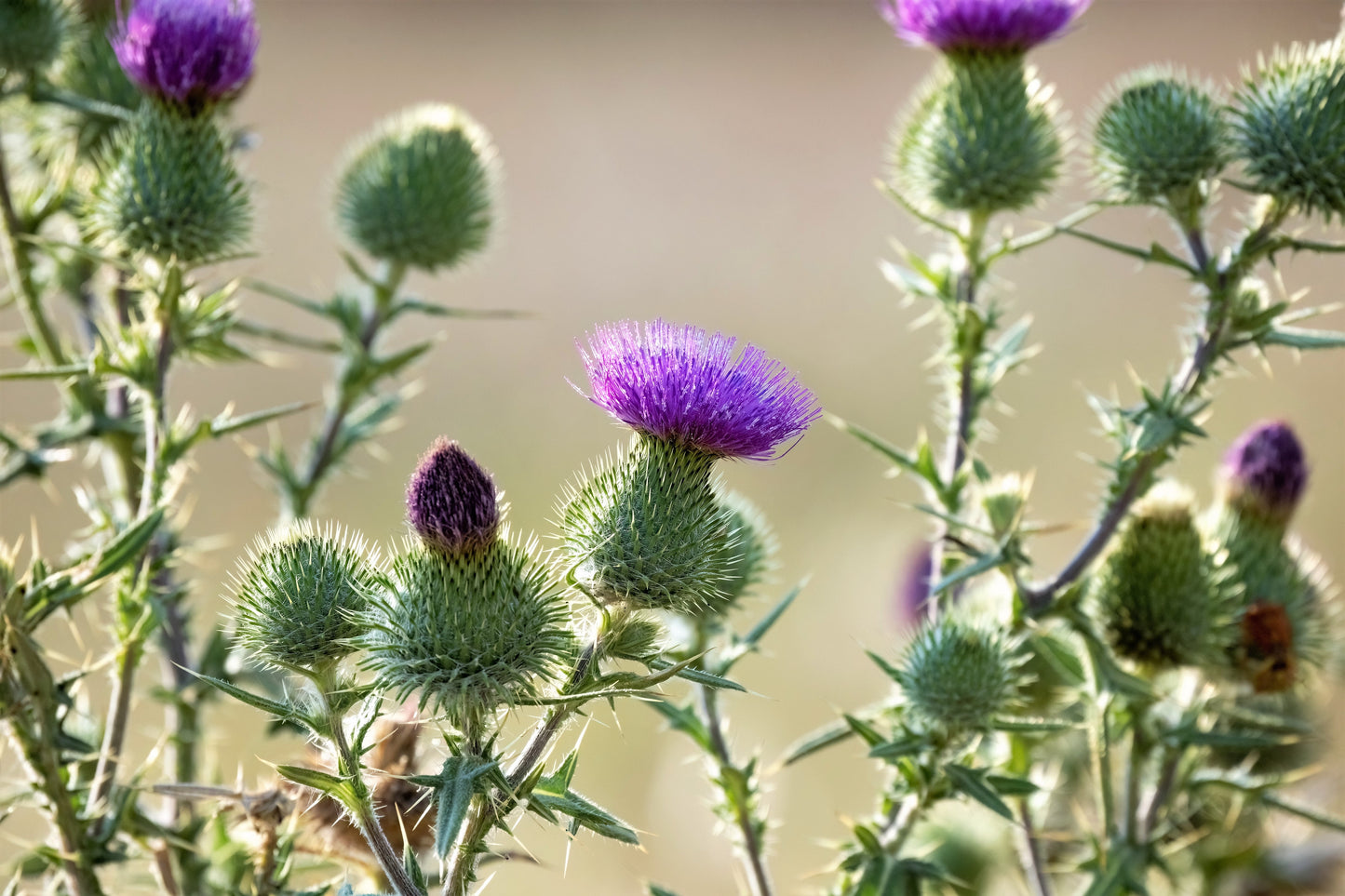 100 organic Milk Thistle (Silybum Marianum) Seeds