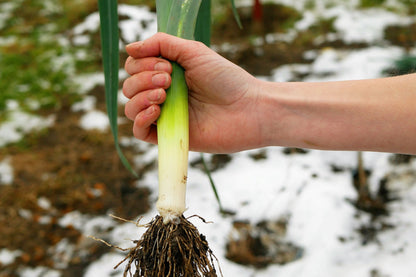 800 American Flag Leek (Allium Porrum) Seeds