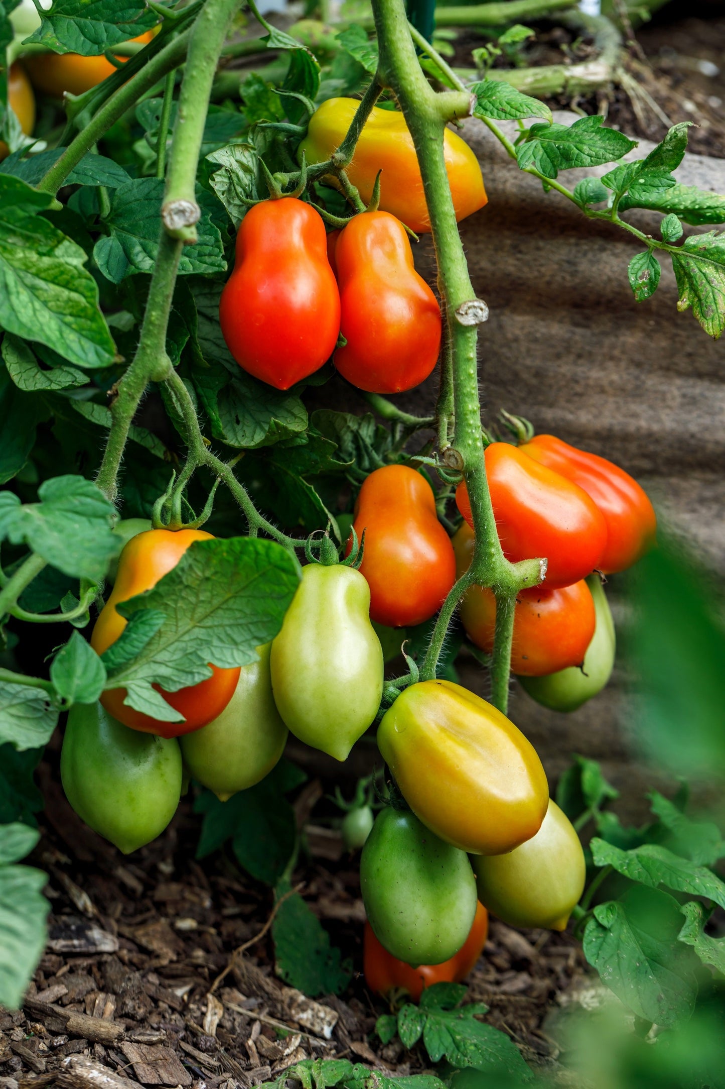 500 Roma Tomato (Lycopersicon Lycopersicum) Seeds