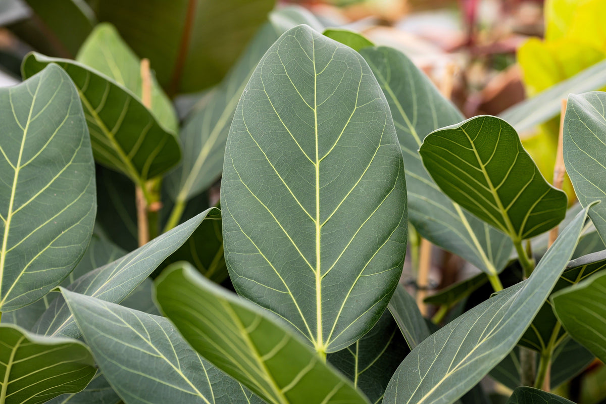 Banyan Fig (Ficus benghalensis) Seeds – 50 ct