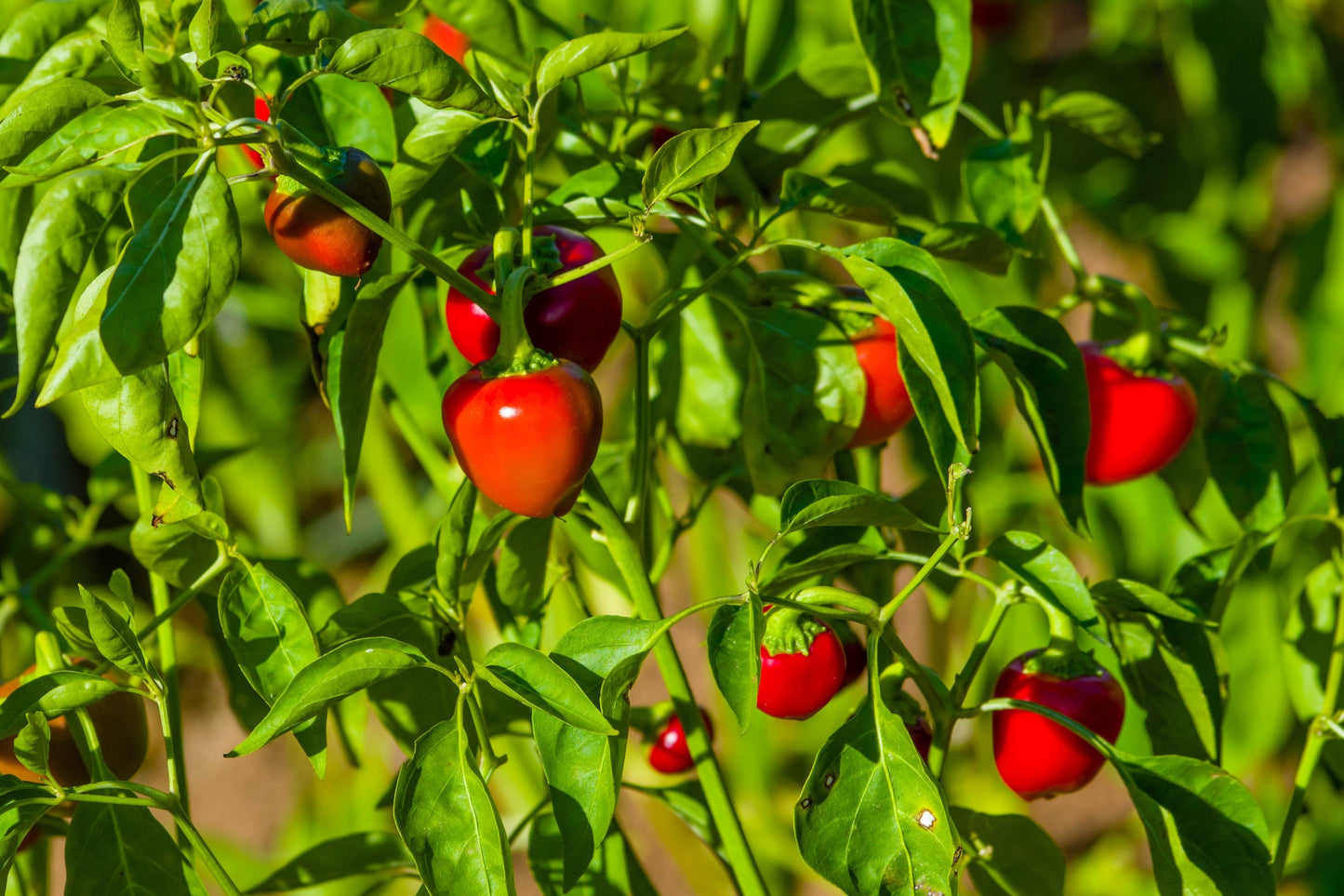 100 Sweet Lesya Cherry Pepper (Capsicum Annuum) Seeds