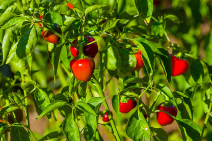 100 Sweet Lesya Cherry Pepper (Capsicum Annuum) Seeds