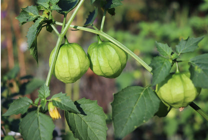 Pineapple Ground Cherry (Physalis pruinosa) Seeds – 50 ct