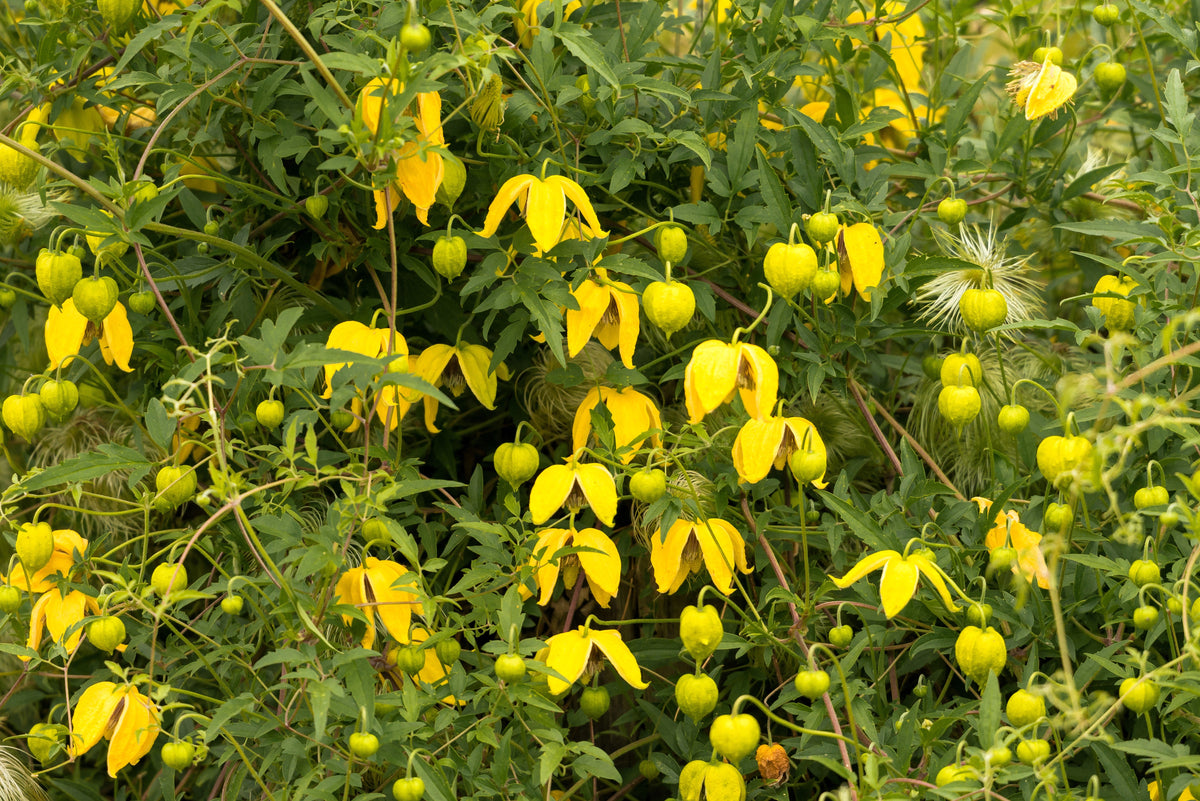 Radar Love Yellow Clematis (Clematis tangutica) Seeds – 10 ct