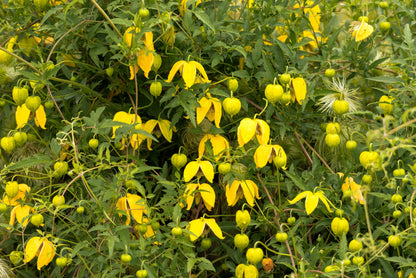 Radar Love Yellow Clematis (Clematis tangutica) Seeds – 10 ct