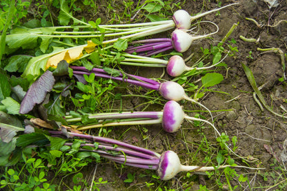 3000 PURPLE Top WHITE Globe TURNIP Brassica Rapa Vegetable Seeds