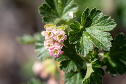 20 Red WAX CURRANT Edible Fruit Berries Pink Flowers Shrub Ribes Cereum Seeds