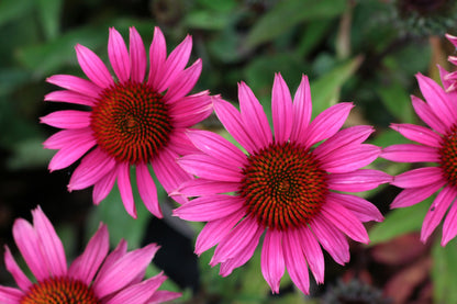 25 Echinacea Purpurea Bright Star Seeds