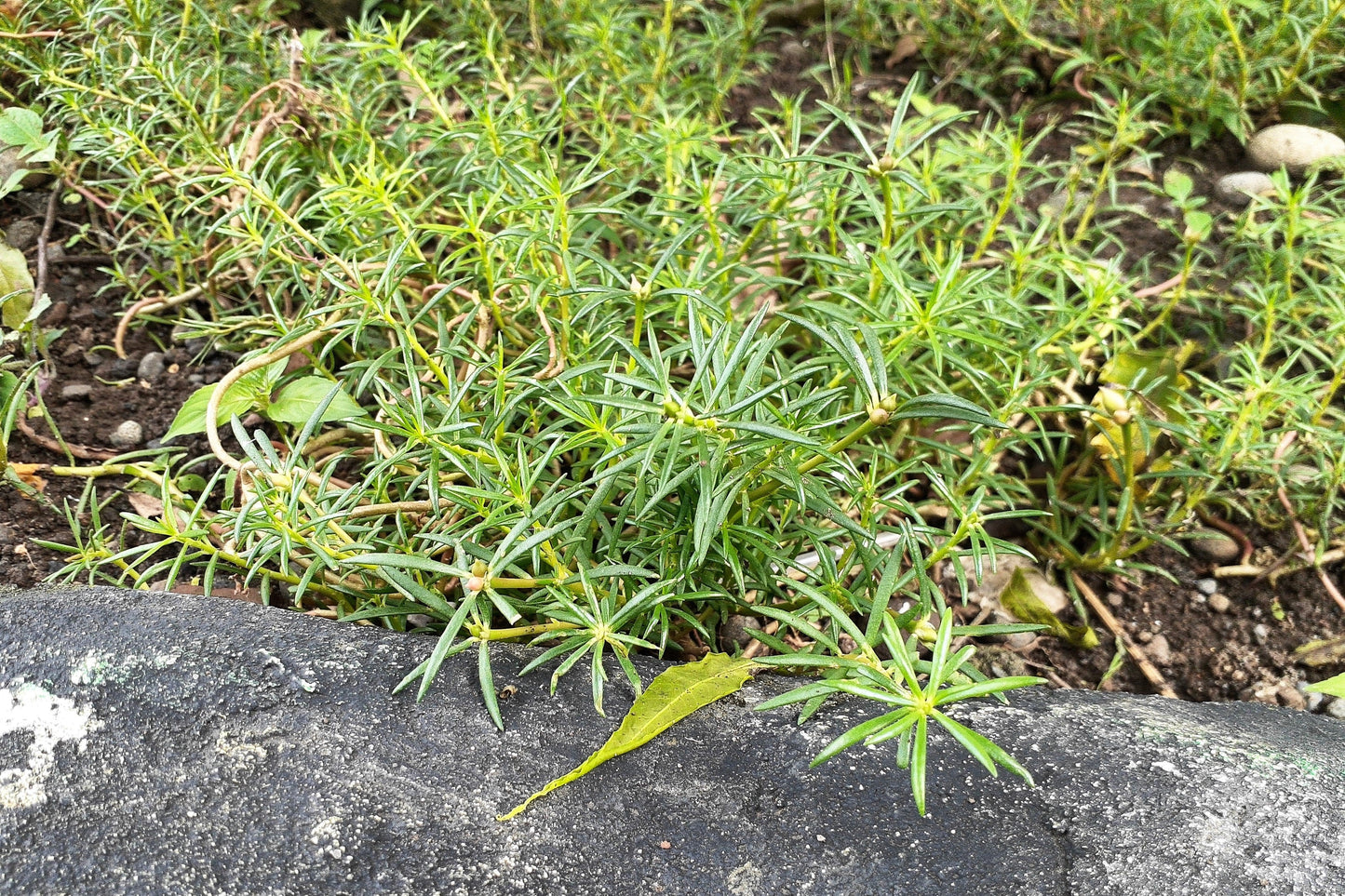 75 Okahijiki / Land Seaweed (Salsola Komarovii) Seeds