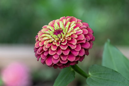 25 Red Lime Queeny Zinnia (Zinnia Elegans) Seeds