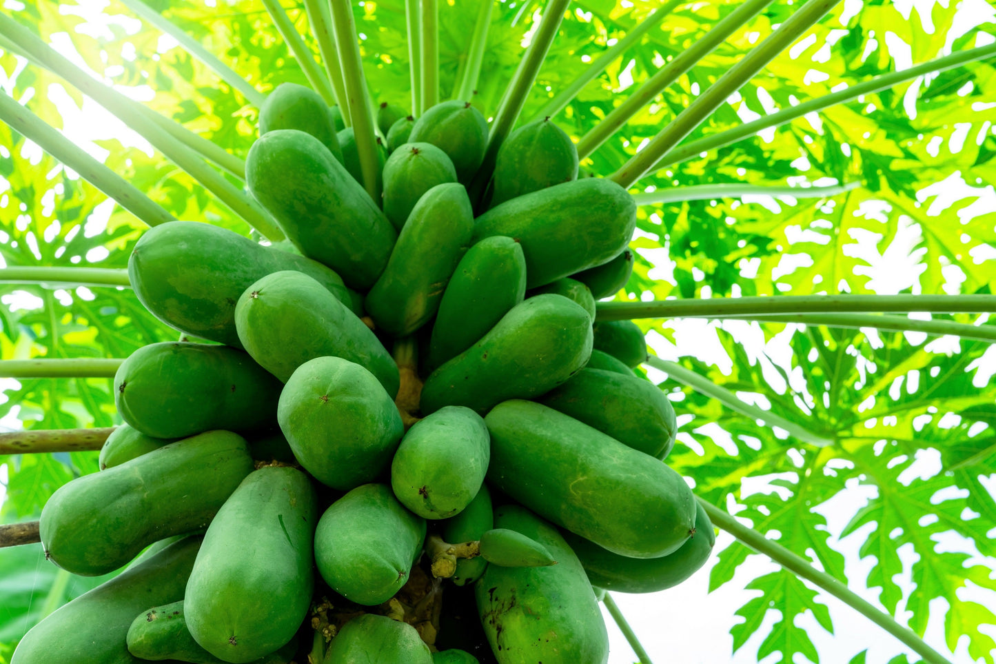 30 Papaya Tree (Carica Papaya) Seeds