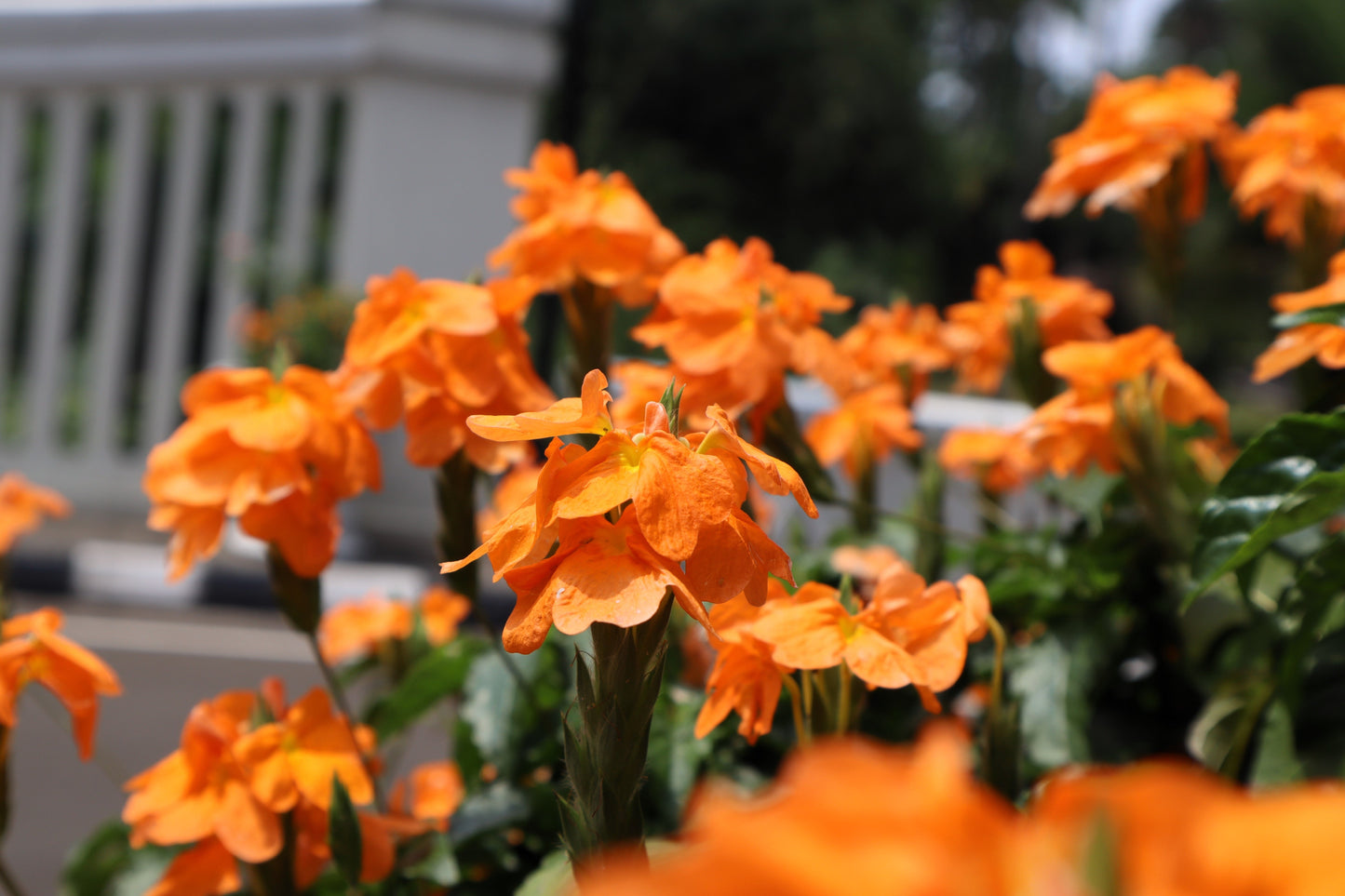 10 Orange Marmalade Crossandra (Crossando Infundibuliformis) Seeds