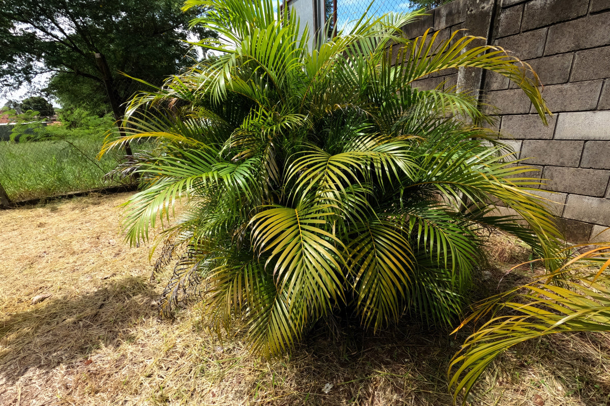 5 BAMBOO PALM Chamaedorea Seifrizii Reed or Parlor Palm Tree Sun Shade Houseplant Seeds