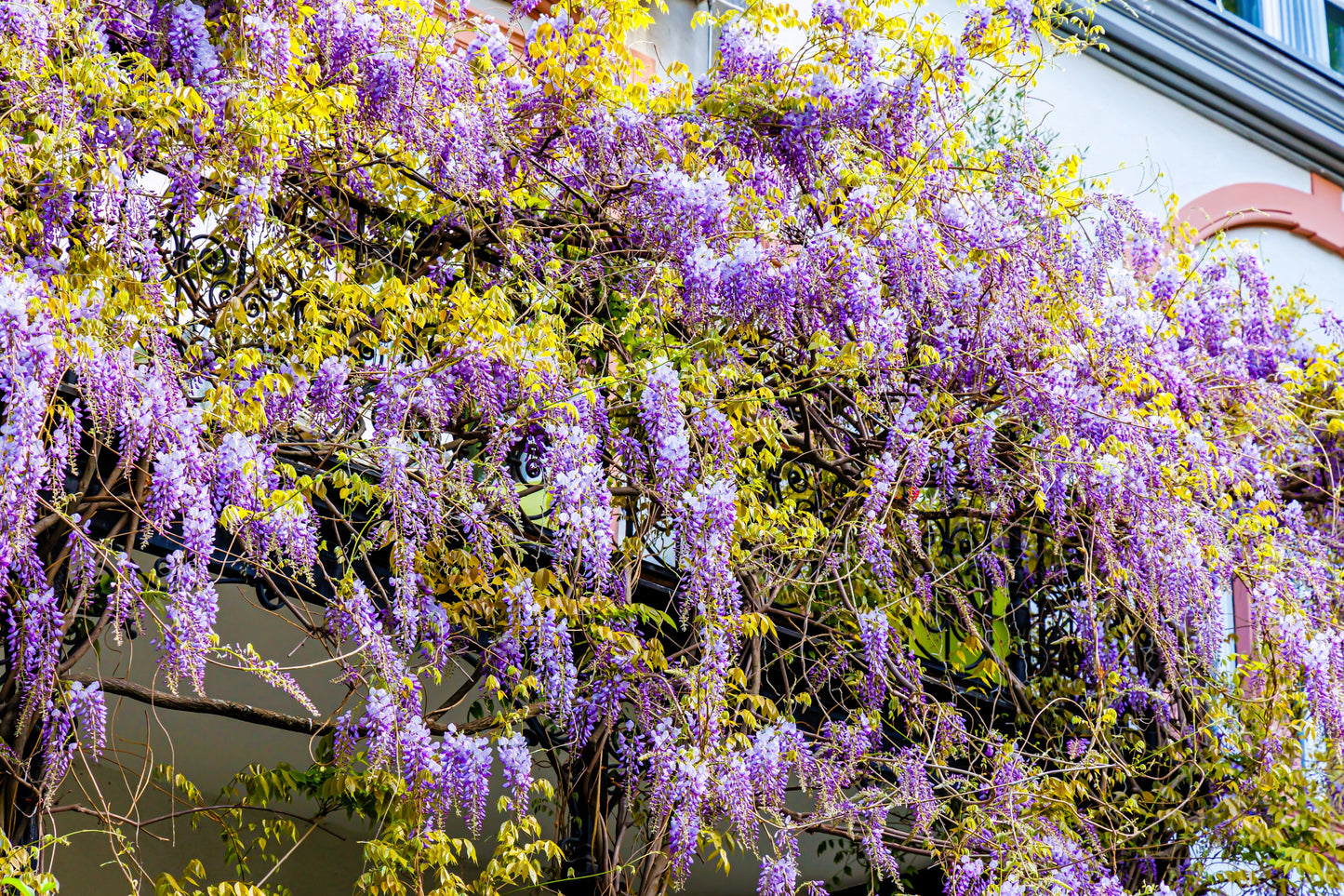 5 Japanese Wisteria (Wisteria Floribunda) Seeds