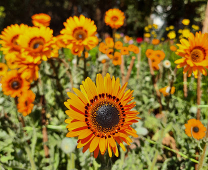 50 ORANGE PRINCE Cape DAISY Monarch of the Veldt Venidium Fastuosum Flower Seeds