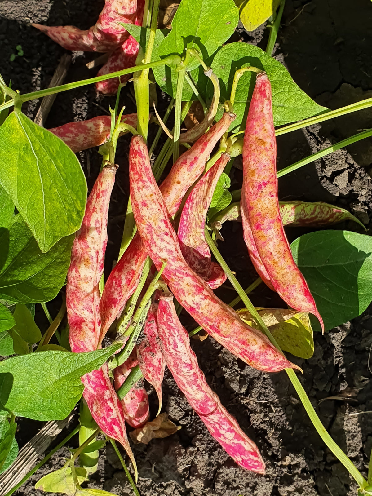 Borlotti Cranberry Bean (Phaseolus vulgaris) Seeds – 50 ct