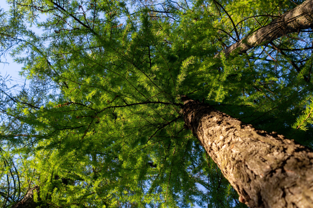 25 European Larch Tree (Larix Decidua) Seeds