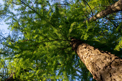 25 European Larch Tree (Larix Decidua) Seeds
