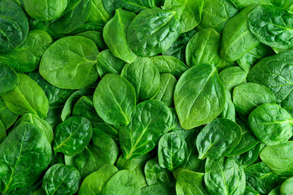 400 Monstrueux De Viroflay Spinach (Spinacia Oleracea) Seeds
