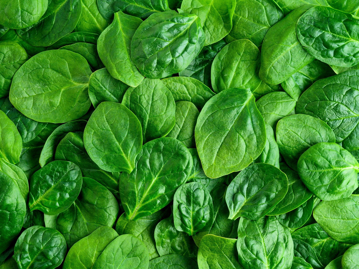 400 Monstrueux De Viroflay Spinach (Spinacia Oleracea) Seeds