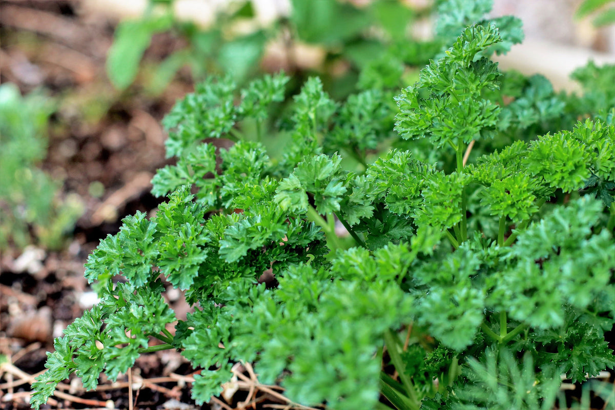 Triple Curled Parsley (Petroselinum crispum) Seeds – 1,500 ct
