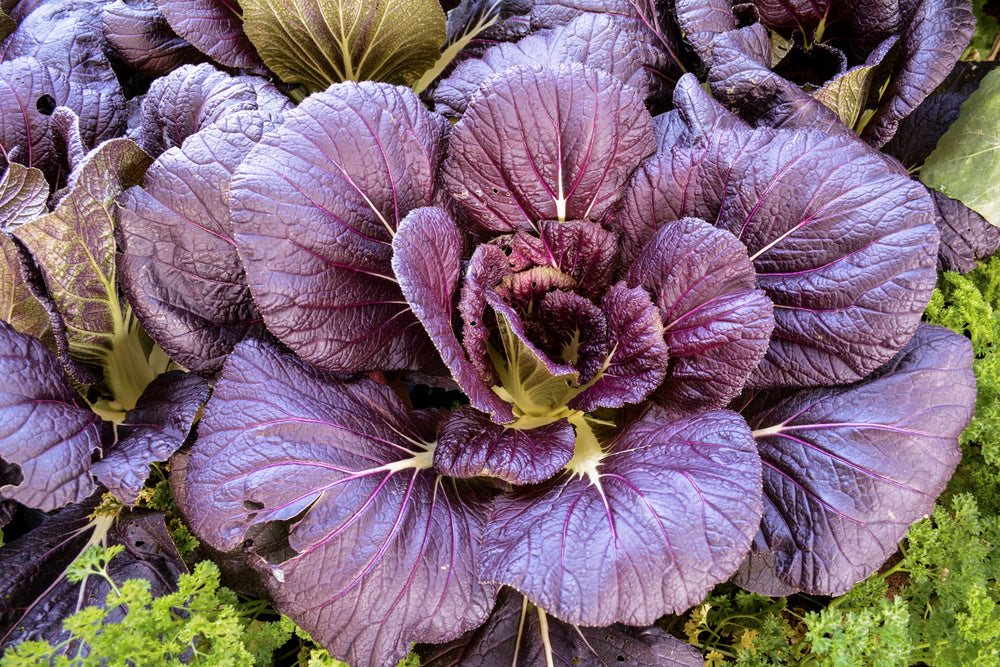 1500 Red Giant Mustard (Brassica Junco) Seeds