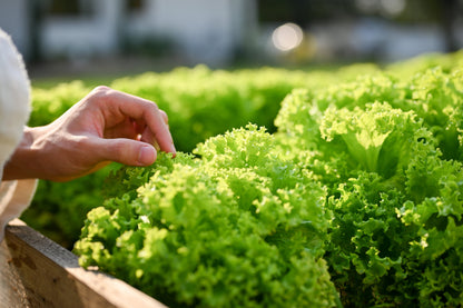 3000 Black Seeded Simpson Leaf Lettuce (Lactuca Sativa) Seeds