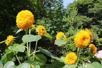 Double Dwarf Teddy Bear Sunflower (Helianthus annuus) Seeds – 150 ct