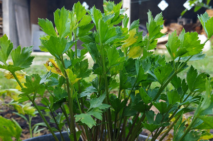 2000 Cutting Leaf Celery (Apium Graveolens) Seeds