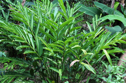 Cardamom (Elettaria cardamomum) Seeds – 5 ct
