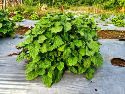 5 True Patchouli Shrub (Pogostemon Cablin) Seeds