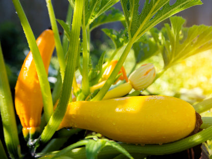 Early Prolific Straightneck Squash (Cucurbita pepo) Seeds – 50 ct