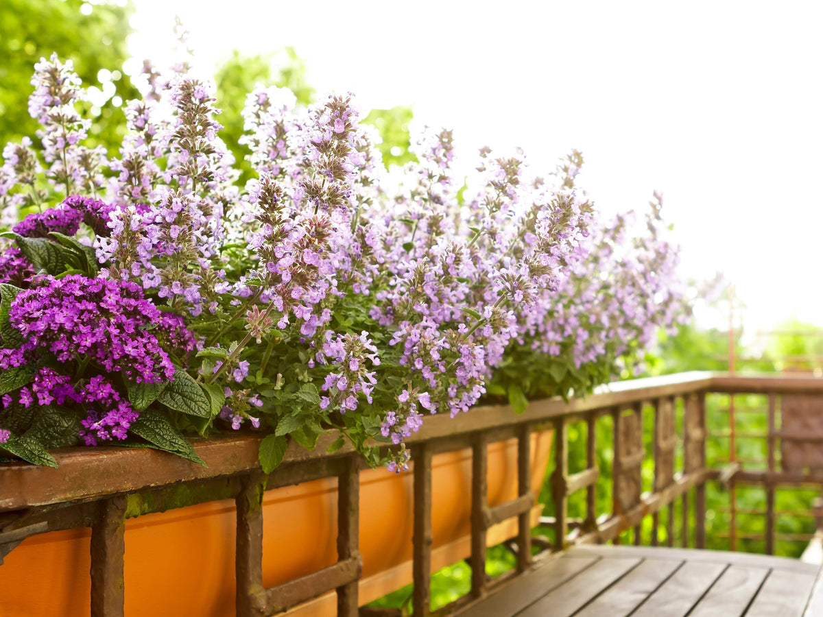 1000 HEIRLOOM CATNIP Nepeta Cataria Herb Flower Seeds