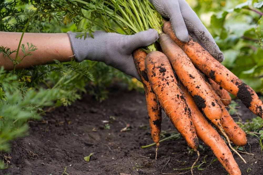 1500 Tendersweet Carrot (Daucus Carota) Seeds