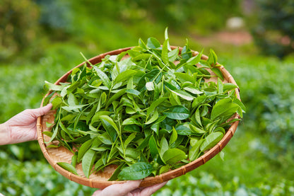 1 Lb Black & Green Drinking Tea (Camellia Sinensis) Seeds