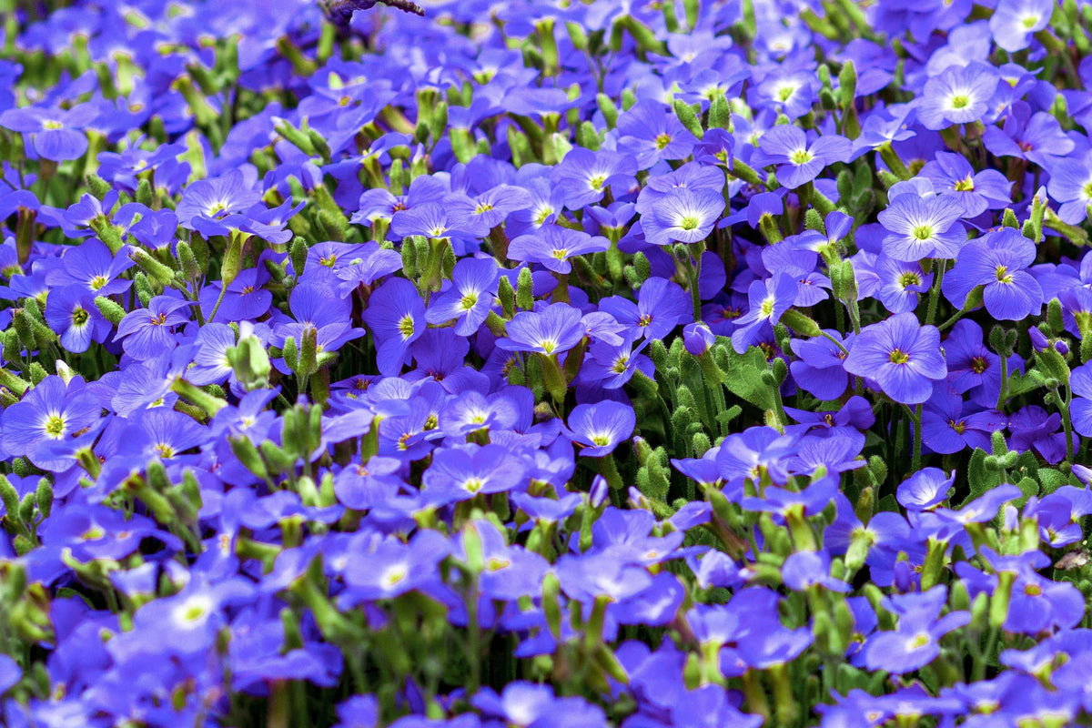 Creeping Blue Speedwell (Veronica repens) Seeds – 25 ct
