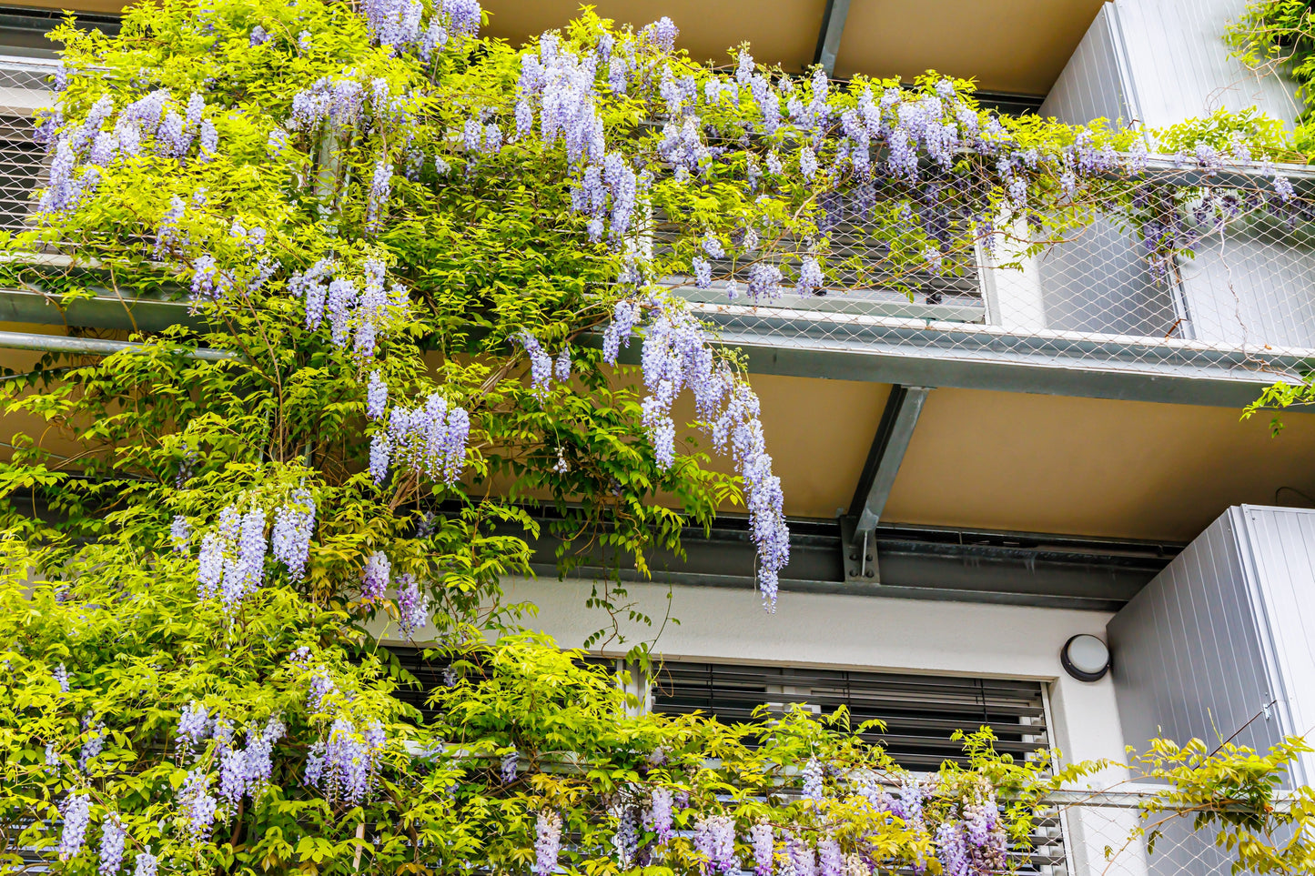 5 Japanese Wisteria (Wisteria Floribunda) Seeds