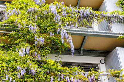 5 Japanese Wisteria (Wisteria Floribunda) Seeds