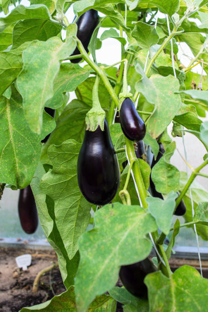 300 Florida Market Eggplant (Solanum Melongena) Seeds