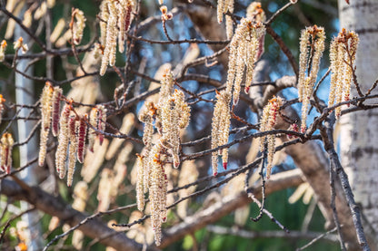 50 Golden Quaking Aspen (Populus Tremuloides) Seeds