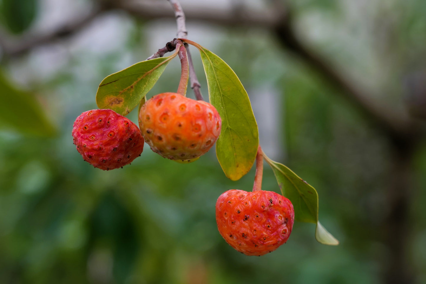20 Himalayan Dogwood (Cornus Capitata) Seeds