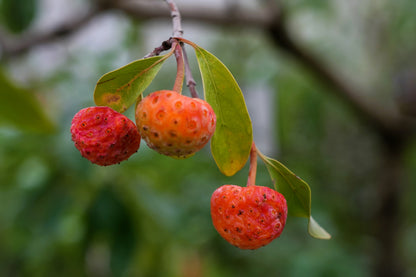 20 Himalayan Dogwood (Cornus Capitata) Seeds