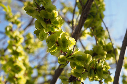50 Chinese Elm Tree (Ulmus Parvifolia) Seeds
