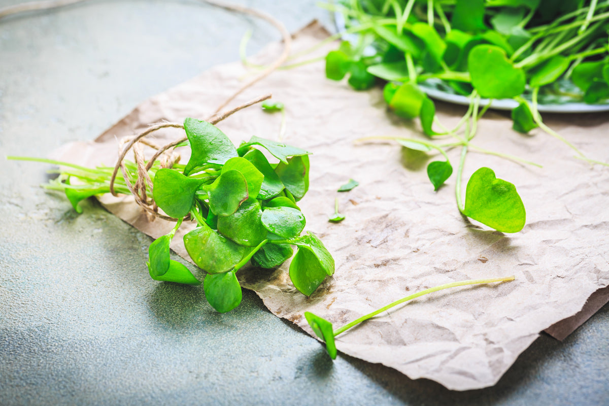 100 MINER'S LETTUCE Winter Purslane Spinach Claytonia Perfoliata Vegetable Seeds