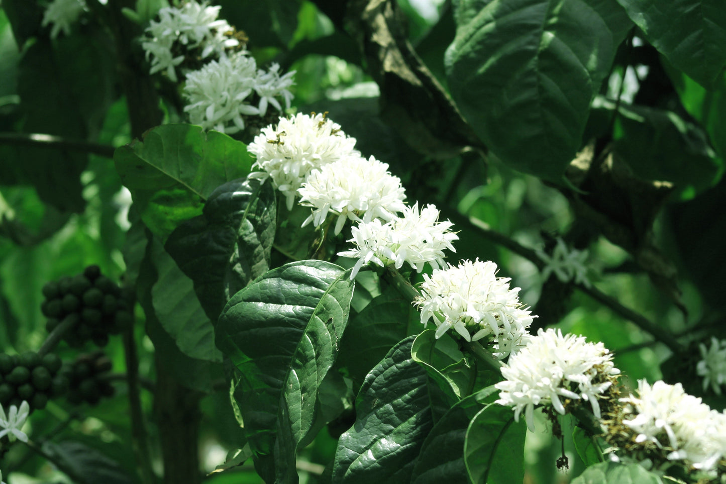 15 Arabica Coffee  Seeds