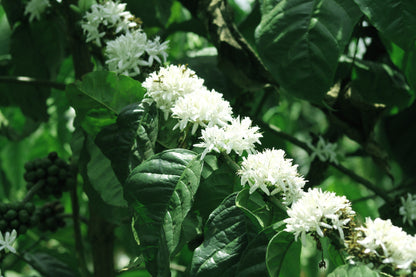 15 Arabica Coffee  Seeds