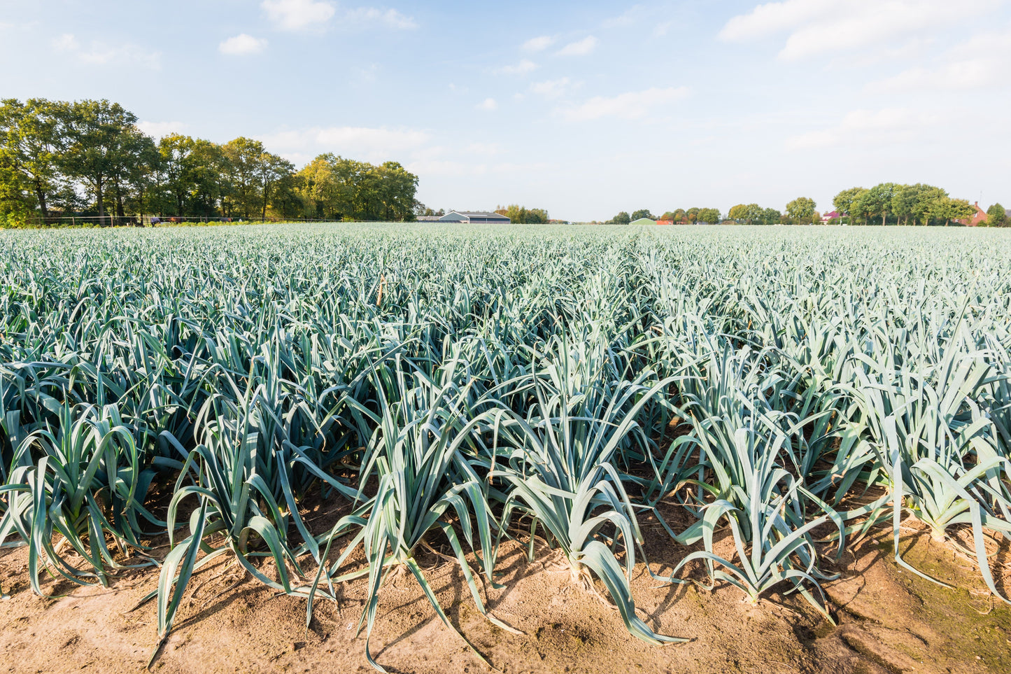 800 American Flag Leek (Allium Porrum) Seeds