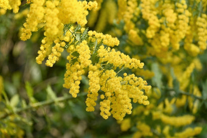10 Golden Mimosa (Acacia Baileyana) Seeds