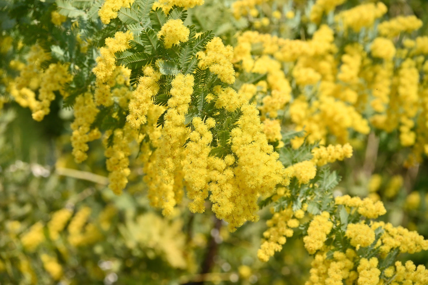 10 Golden Mimosa (Acacia Baileyana) Seeds